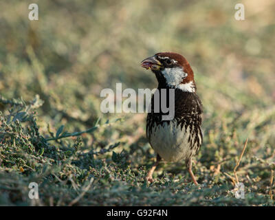 Moineau espagnol (Passer hispaniolensis) Banque D'Images