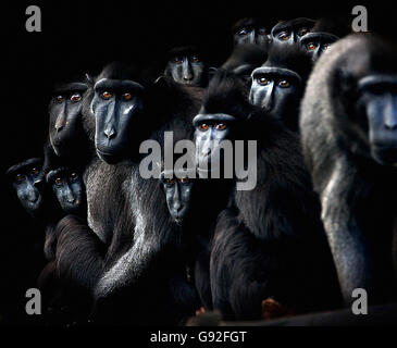 Macaques à crête - Zoo de Dublin.Un groupe de macaques Crested, plus habitués aux forêts tropicales humides d'indonésie, se caucus pour la chaleur au zoo de Dublin. Banque D'Images