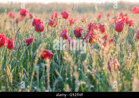 Tulipes sauvages sur le terrain, région de Rostov, Russie Banque D'Images