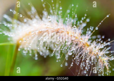 Peu de gouttes d'eau de rosée sur l'herbe fleurs faire un peu flou sur l'arrière-plan naturel Banque D'Images