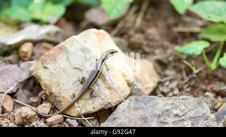 Iguana crawling sur un petit rocher. Banque D'Images