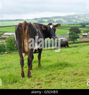 vache Banque D'Images