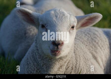 Brebis Texel, Bas-rhin, Rhénanie du Nord-Westphalie, Allemagne Banque D'Images