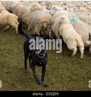 chien de chasse de nouvelle-zélande avec mouton Banque D'Images