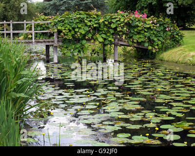 Water Lilies à Hever Castle Banque D'Images