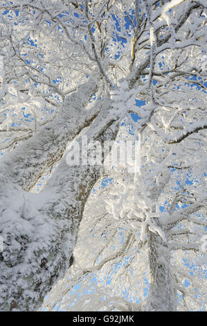 Arbres couverts de neige, Torfhaus, Harz, Basse-Saxe, Allemagne Banque D'Images