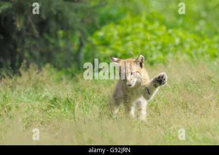 Lynx, cub / Lynx lynx (Felis lynx), patte de levage / Banque D'Images