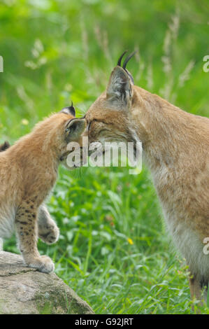 Lynx avec cub, chaque message d'autres / Lynx lynx (Felis lynx), Banque D'Images