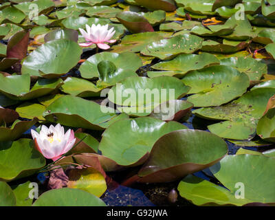 Water Lilies à Hever Castle Banque D'Images