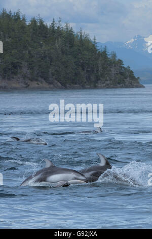 Dauphin à flancs blancs du Pacifique, le détroit de Johnstone , l'île de Vancouver, Colombie-Britannique, Canada / (Lagenorhynchus obliquidens) Banque D'Images