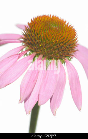 / L'échinacée (Echinacea purpurea, Rudbeckia purpurea) Banque D'Images