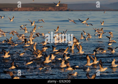 Northern Fulmar (Fulmarus glacialis) skjalfandi bay, Husavik, l'Islande Banque D'Images