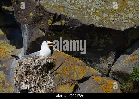 La mouette tridactyle (Rissa tridactyla) sur son nid, Borgafjoerdur eystri, Islande, Europe Banque D'Images