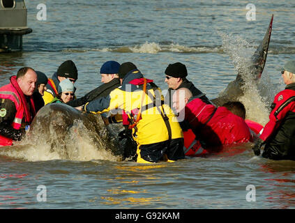 Les sauveurs se battent pour sauver une baleine à nez de bouteille de 15 pieds dans la Tamise, Londres, près du pont Albert, le samedi 21 janvier 2006. Hier, la baleine a nagé dans le centre de Londres, se rendant jusqu'à Chelsea. Voir PA Story ANIMAUX Baleine. APPUYEZ SUR ASSOCIATION photo. Photo Credit devrait lire: Gareth Fuller / PA. Banque D'Images