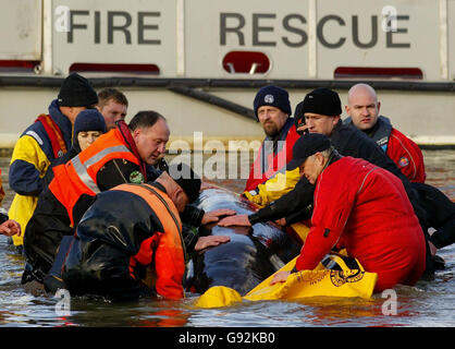 Les sauveurs se battent pour sauver une baleine à nez de bouteille de 15 pieds dans la Tamise, Londres, près du pont Albert, le samedi 21 janvier 2006. Hier, la baleine a nagé dans le centre de Londres, se rendant jusqu'à Chelsea. Voir PA Story ANIMAUX Baleine. APPUYEZ SUR ASSOCIATION photo. Photo Credit devrait lire: Gareth Fuller / PA. Banque D'Images