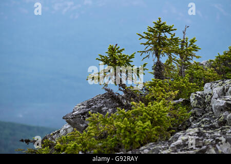 Sapins sur un versant de montagne Banque D'Images