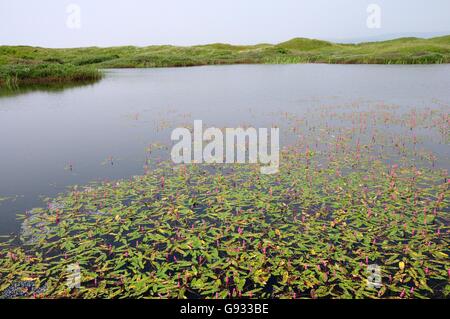 La Bistorte amphibie Persicaria amphibia dans les étangs de plus en plus à la réserve naturelle nationale de Kenfig Bridgend au pays de Galles Banque D'Images