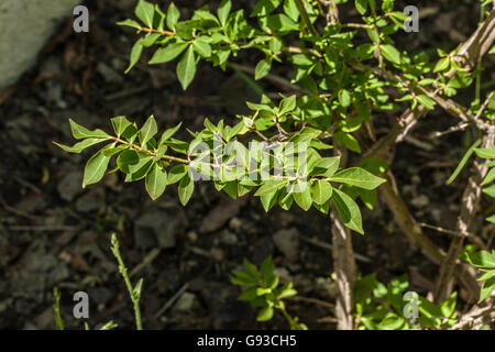 Euonymus alatus Banque D'Images