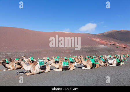 Des dromadaires à dromedarstation Echadero de Los Camellos, le Parc National de Timanfaya, Lanzarote, îles Canaries, Espagne Banque D'Images