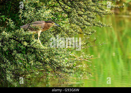 Les jeunes Black-Crowned (Nycticorax nycticorax) à l'affût, assis dans l'arbre, sur le vagabondage, Canton du Valais Banque D'Images