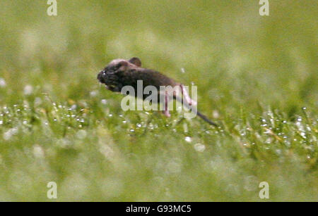 Souris de football Banque D'Images