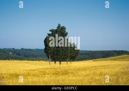 Île de cyprès au milieu d'un champ de blé en plein cœur de la Toscane Banque D'Images