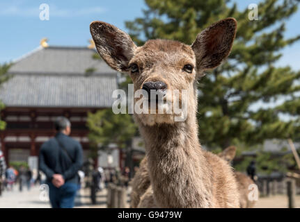 Apprivoiser le cerf sika à l'extérieur (Todaiji Temple Todai-ji), Nara, Japon Banque D'Images