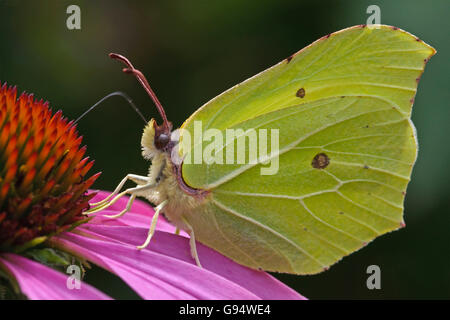 Brimstone mâle papillon sur l'échinacée, Basse-Saxe, Allemagne, (Gonepteryx rhamni), (Echinacea purpurea) Banque D'Images