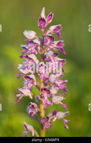 Orchidée militaire, Hesse, Allemagne, (Orchis militaris) Banque D'Images