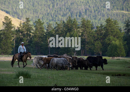 Les yacks et berger à la rivière Ider, Selenge, Mongolie Banque D'Images