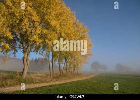 Les peupliers en automne, Hesse, Allemagne (Populus) Banque D'Images