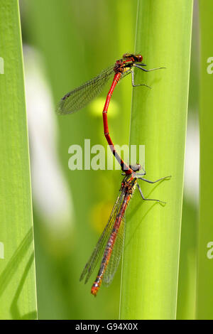 Grande Demoiselle rouge, paire, l'accouplement / (Pyrrhosoma nymphula) Banque D'Images