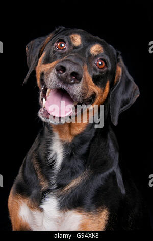 Mixed Breed Dog, homme Banque D'Images
