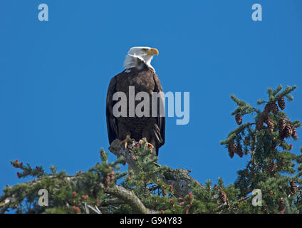 L'aigle chauve américain l'arpentage de ses environs à partir d'une point de vue sur la cime des arbres. 10 529 SCO. Banque D'Images