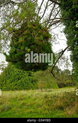 Le pin sylvestre avec balai, Lough Key Forest Park, Boyle, comté de Roscommon, Irlande / (Pinus sylvestris) Banque D'Images