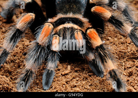 Genou-Rouge mexicaine (Brachypelma smithi mygales /) Banque D'Images