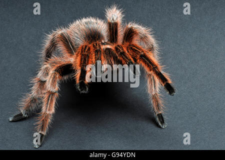 Red-haired Tarentule chilienne / (Grammostola rosea, Grammostola cala) / Tarantula cheveux rose du Chili Banque D'Images