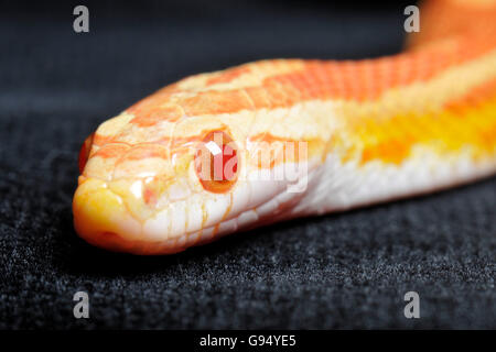 Red Rat Snake (Pantherophis guttatus / amelanistic, Coluber guttatus, Elaphe guttata) Banque D'Images