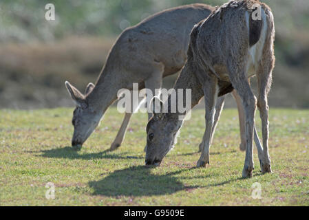 Cerfs à queue noire heureusement sur un parc dans l'île de Vancouver Canada Parksville. 10 531 SCO. Banque D'Images