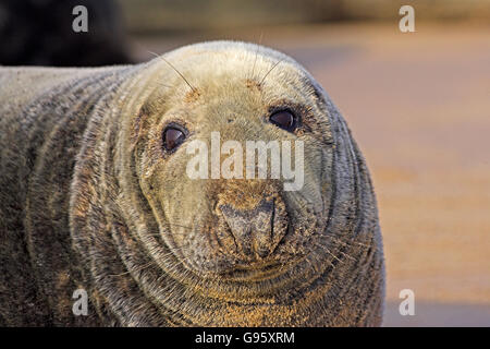 Phoque gris Halichoerus grypus atlantique homme Donna Nook Angleterre Lincolnshire Banque D'Images