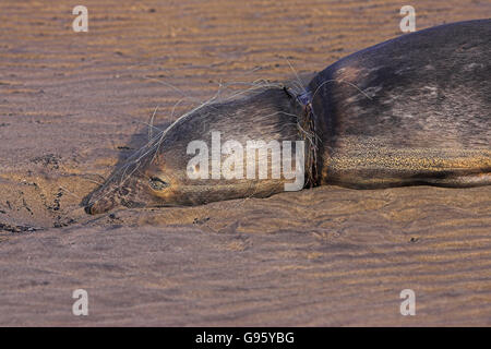 Phoque gris Halichoerus grypus atlantique tué par filet de pêche Donna Nook Angleterre Lincolnshire Banque D'Images