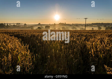 Le mûrissement du blé dans un champ de Somerset en Angleterre, Royaume-Uni. Comme le soleil se lève. Banque D'Images