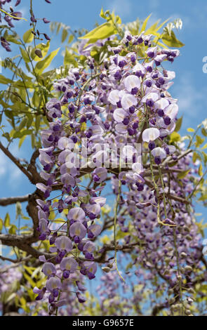 Sunazuri-no-fuji (Wisteria floribunda), fleurs, glycine japonaise Kasuga Taisha Temple, Nara, Japon Banque D'Images