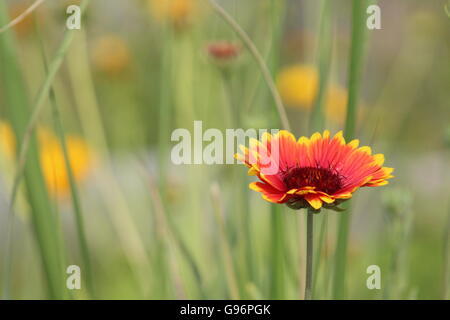 Couleur rouge vif et jaune fleur dans un champ de fleurs sauvages et de long, sauvage, herbe verte - une profondeur de champ à Photographie Banque D'Images