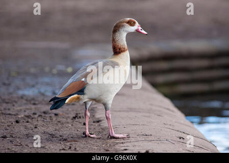 Egyptian goose Alopochen aegyptiacus Banque D'Images