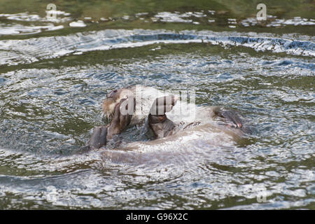 Otter jouant dans l'eau Banque D'Images