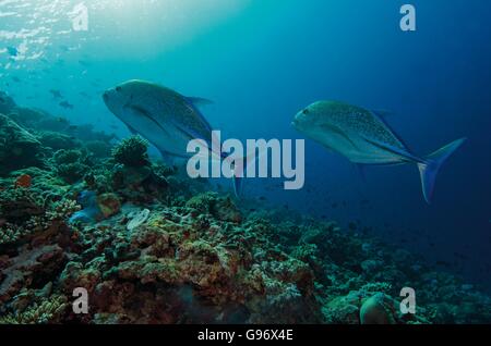 Deux Thon carangue Caranx melampygus, natation, plus de récifs coralliens dans les Maldives, l'Océan Indien Banque D'Images