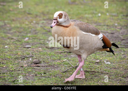 Egyptian goose (Alopochen aegyptiacus) Banque D'Images