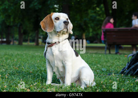 Beagle femelle sur une pelouse dans un parc Banque D'Images