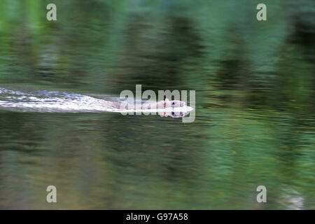 Rattus norvegicus rat commun la natation dans la rivière Avon Hampshire Hampshire England UK Écoutilles Ringwood Banque D'Images